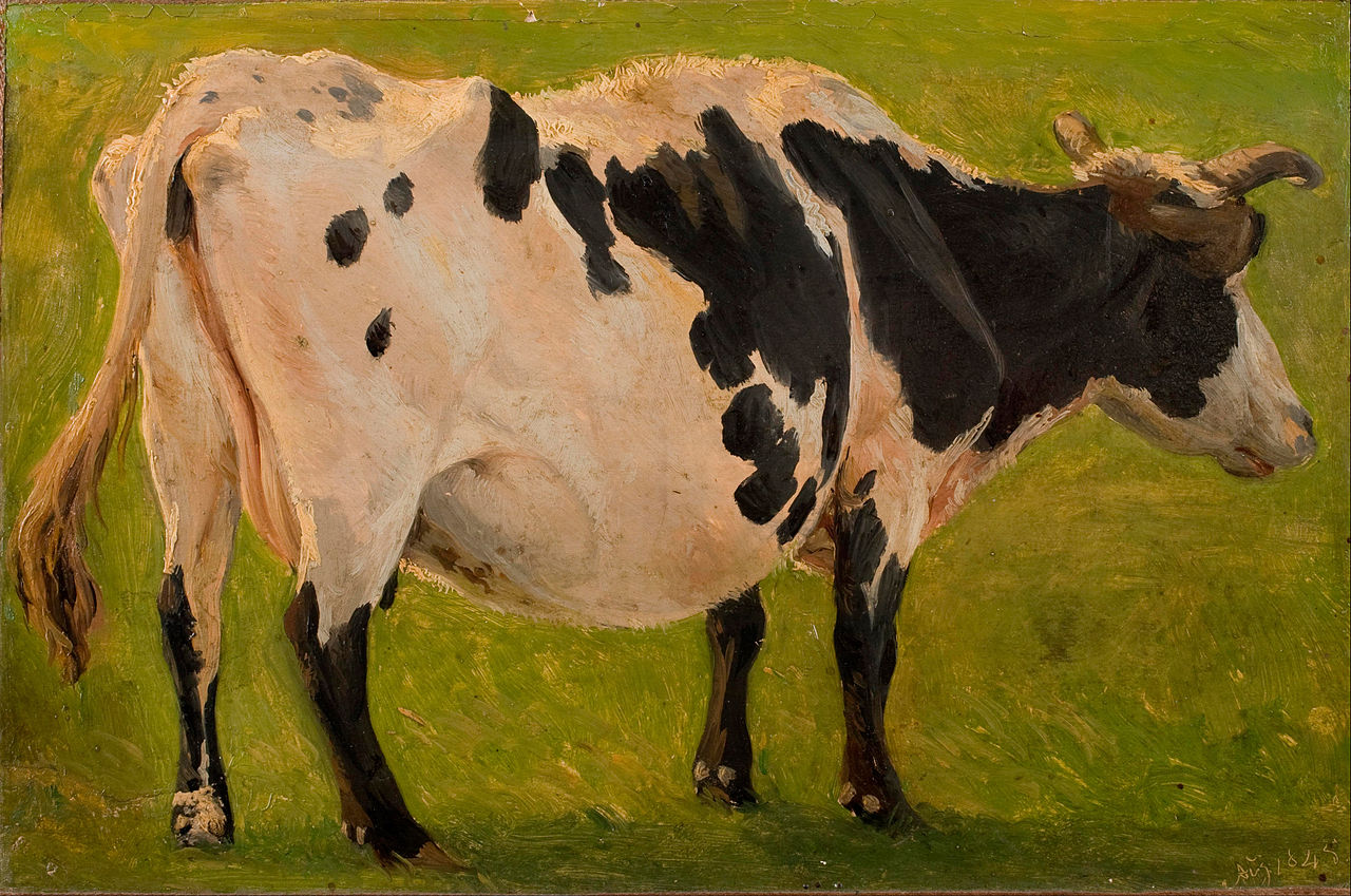 Black and white cow standing. Study., Carlo Dalgas